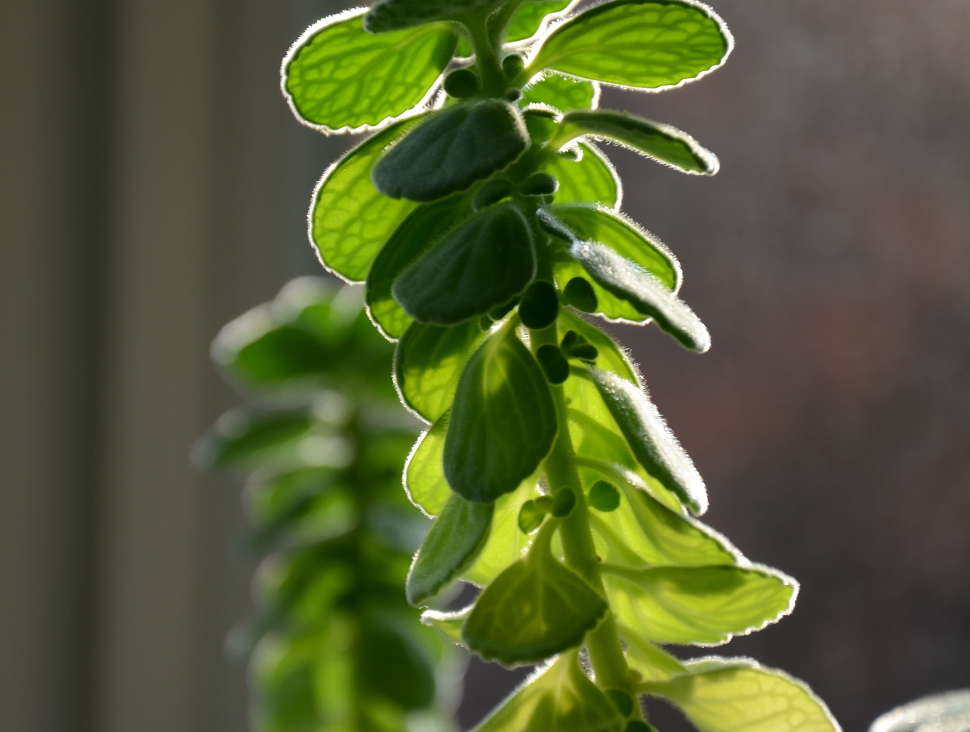 Copy_of_scrolly_herb_image.jpg