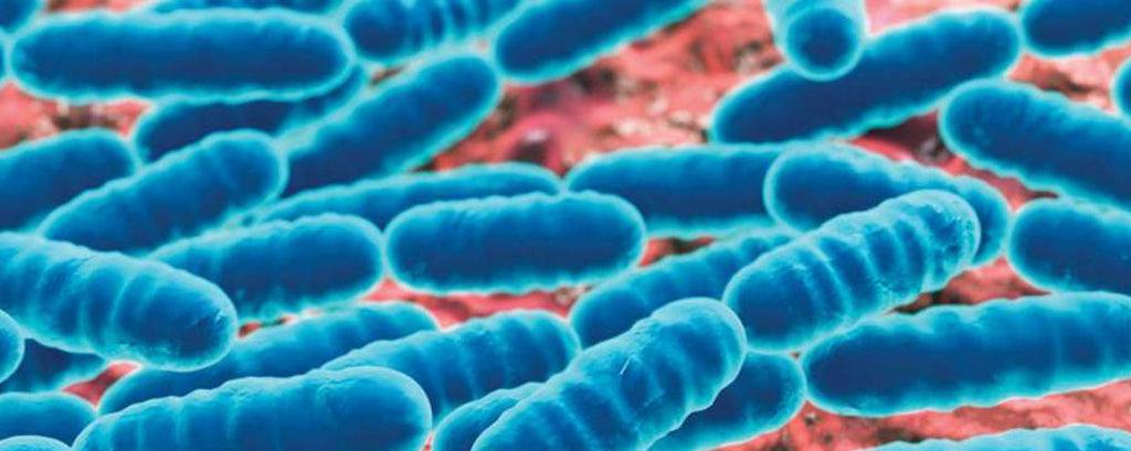 Understanding the significance of microbes in women’s reproductive health