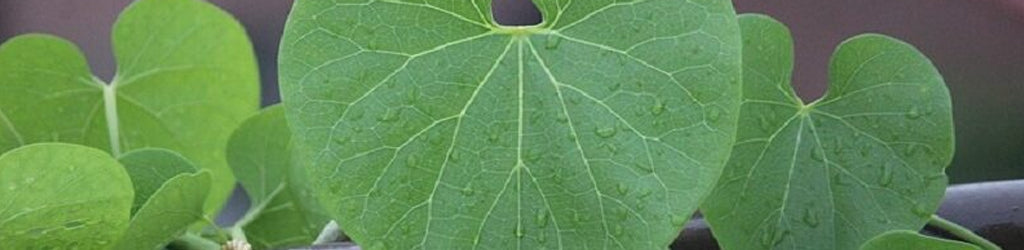 10 Incredible Benefits of the master Ayurvedic Immunity Booster Giloy