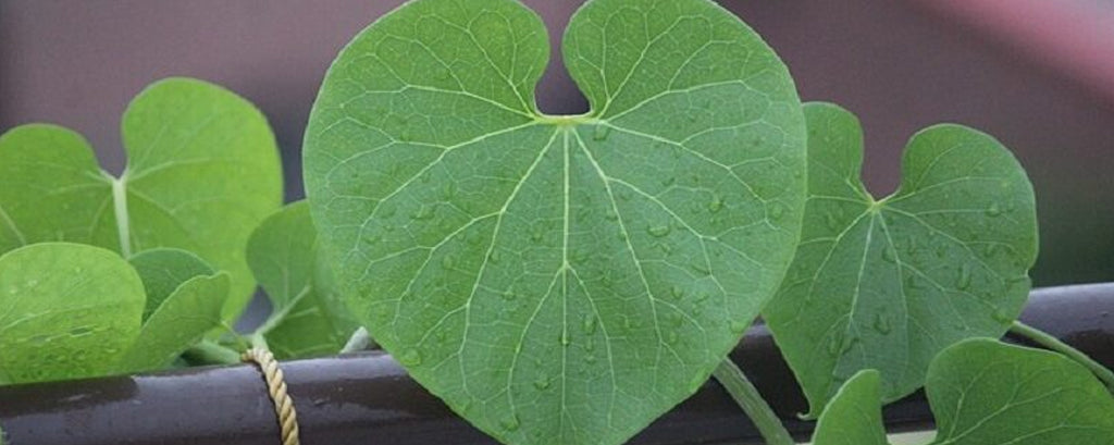 10 Incredible Benefits of the master Ayurvedic Immunity Booster Giloy