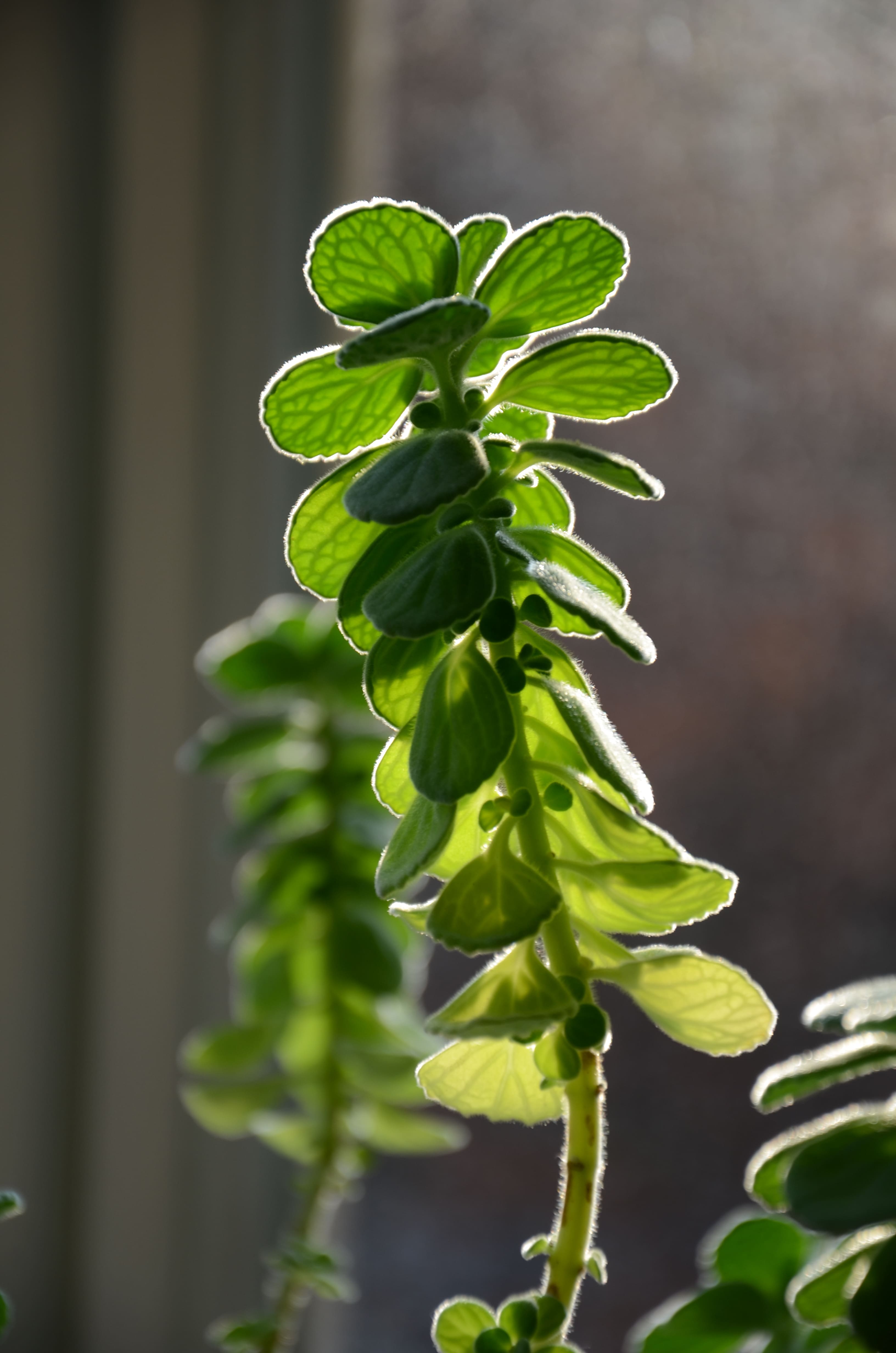 Copy_of_scrolly_herb_image.jpg